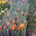 IMG_0710 IMG_0710